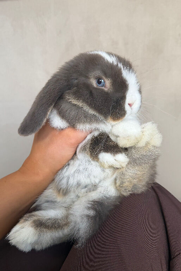 Chocolate lop male