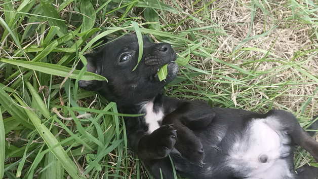 Patterdale puppy