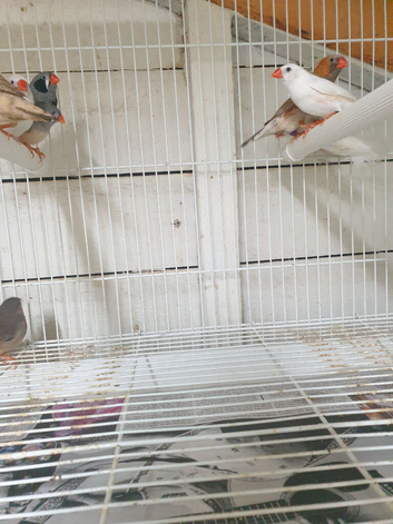 Zebra finches