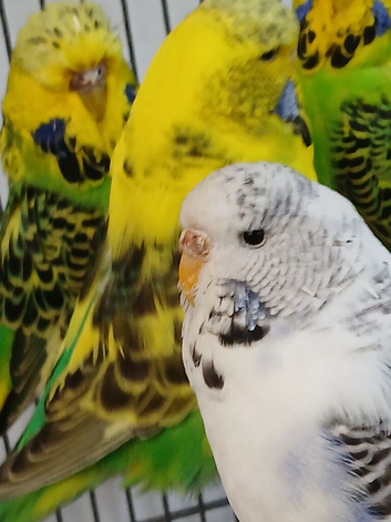 Recessive pieds