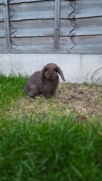 Amazing chocolate bunny girl (doe)