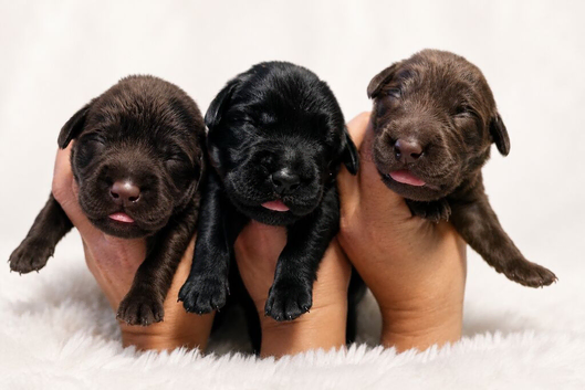 BEAUTIFUL PUPPIES FROM FULLY HEALTH-TESTED PARENTS
