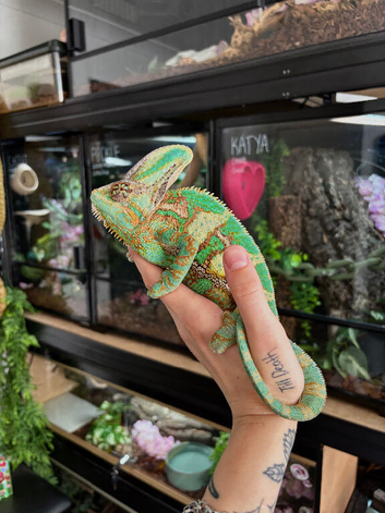 Adult Yemen chameleon