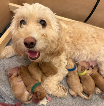 Exceptional F2 Miniature Cockapoo Puppies