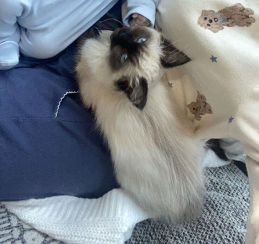 Mittens