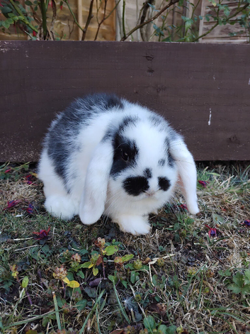 Purebred mini lop doe