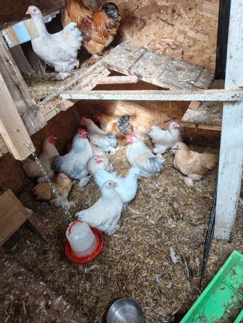 Pekins job lot for sale