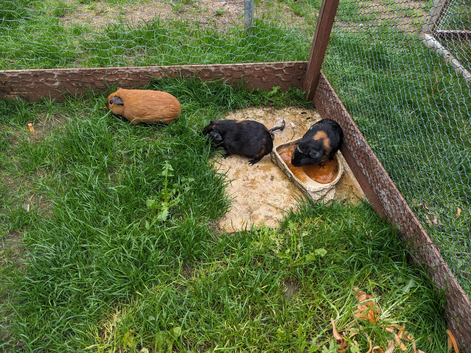 Baby guinea pigs