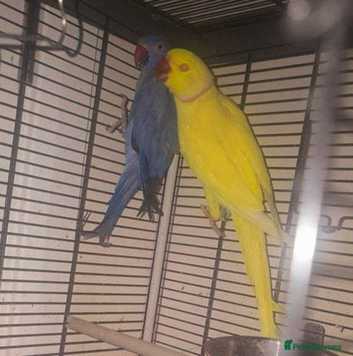 Gorgeous ringneck parakeet pair