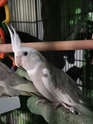 Cockateals