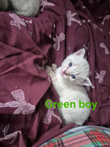 Bengal siamese cross sphynx