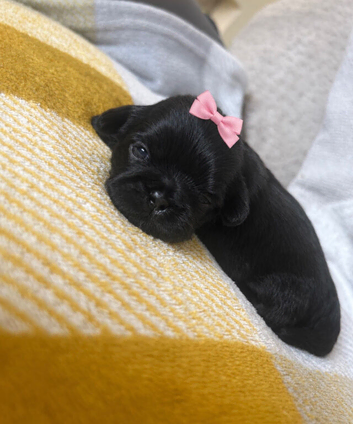 Shih Tzu puppies