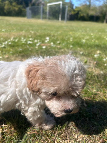 Cavapoo Puppies for sale