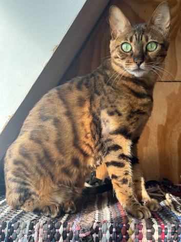 Female Friendly Bengal pet