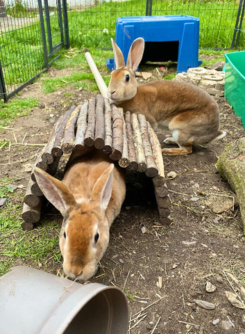 Two spayed Rex females for sale