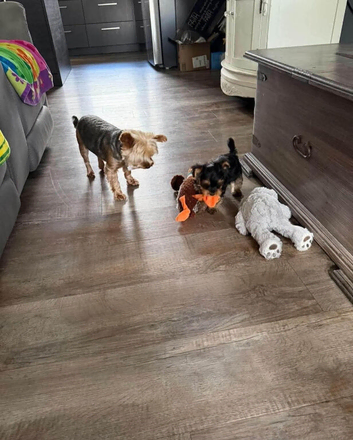 Yorkshire male terrier