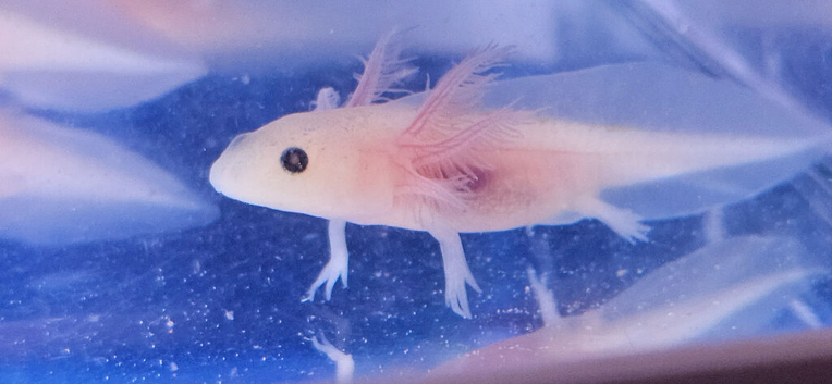 Axolotls babies 3 months old