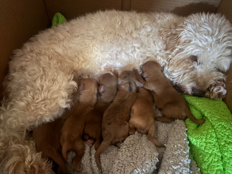 Cockapoo puppies