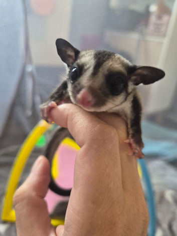 Black beauty female ready 1st october