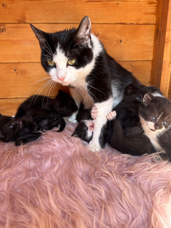 Kittens for sale