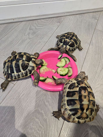 Herman&rsquo;s Tortoise x 3