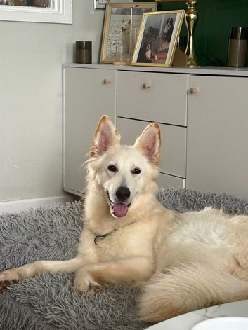 German Shepherd girl