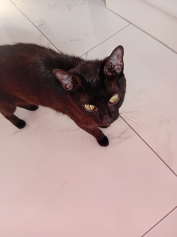 Black cat