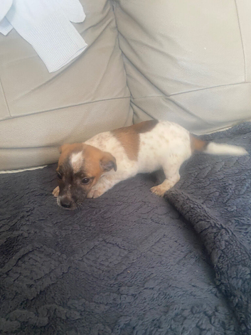 Jackrussle ready to leave