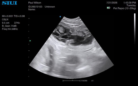 Maddie due 5 puppie on 22nd of August