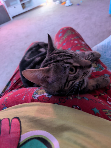 Bengal kitten