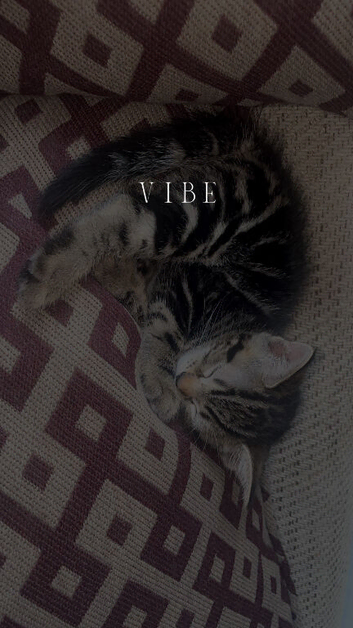 Tabby x Persian cat
