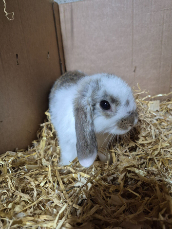 Mini lop buck boy 8 week old for new home
