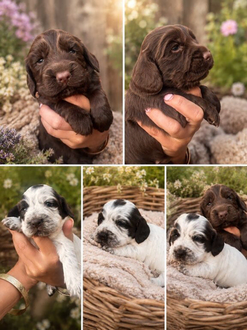 Beautiful cocker spaniel puppy&rsquo;s