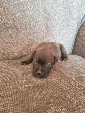 5 beautiful staffy puppies