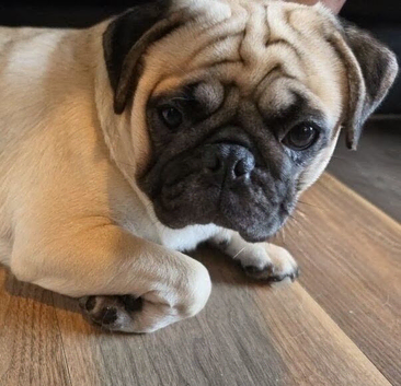 Handsome male pug