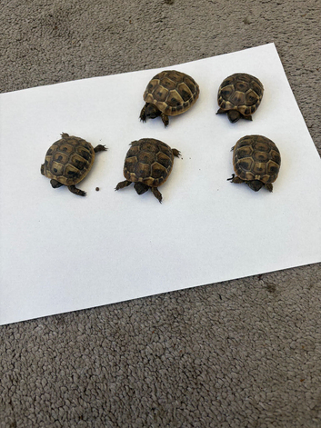 Herman's tortoise
