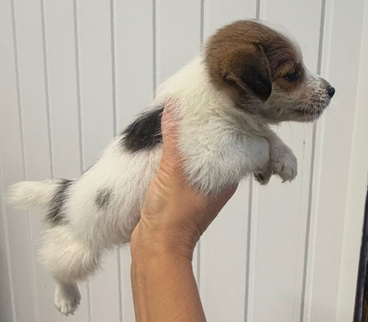 Jack Russel
