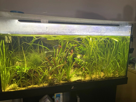 Share Diversea 200L Fish Tank And Stand
