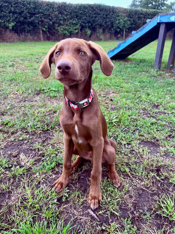 LAST PUP STILL WAITING GORGEOUS BOY