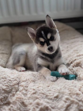 Pomsky puppies - ready to leave next week