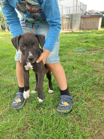 Last bull x dog pup