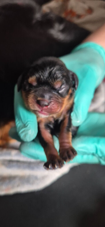 BASED IN STOKE - 1 x Boy Cavalier King Charles Puppy  LEFT