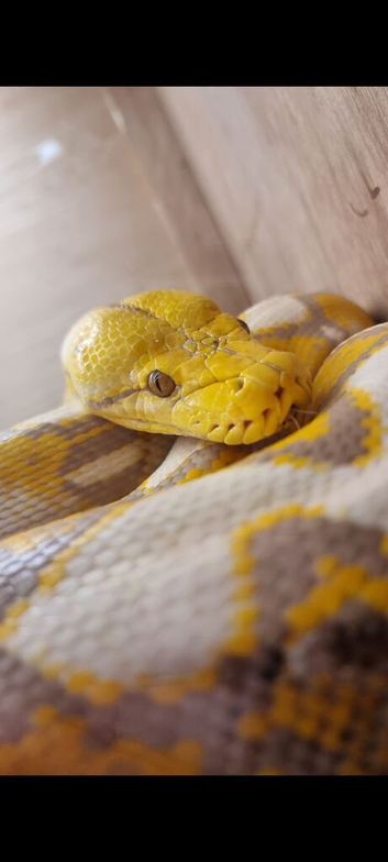 Reticulated python