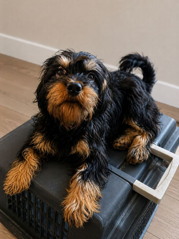 Cavapoo X terrier