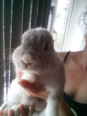 Beautiful grey siemese rabitt boy &pound;20