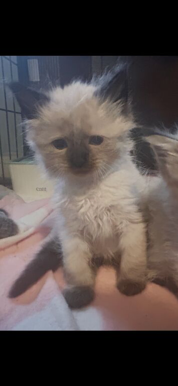 Ragdoll x Maine coon kittens
