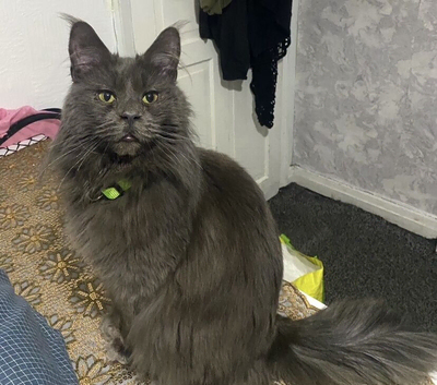 Mainecoon