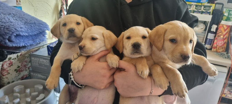 Labrador Retriever puppies available