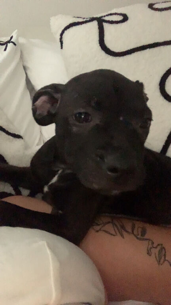 Roo pup rehoming