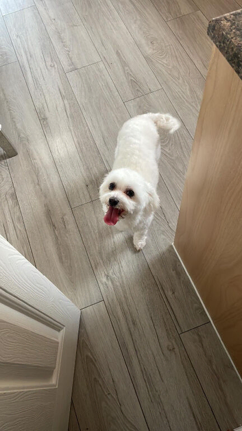 Beautiful puppies for sale